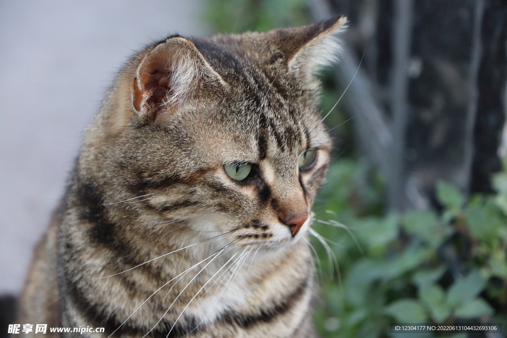 猫 
