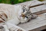猫 