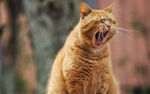 咖啡猫