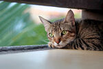 猫 
