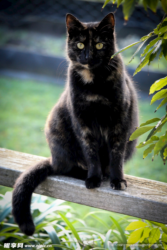 黑猫