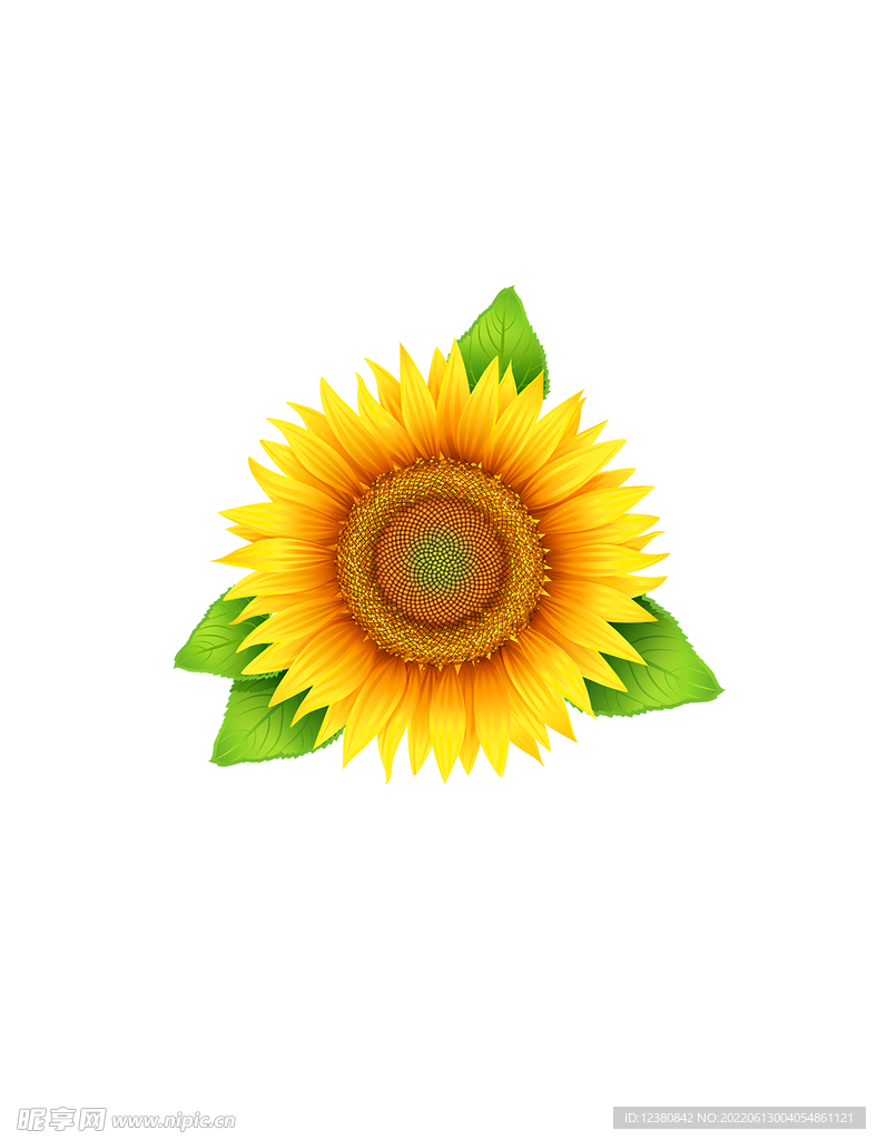 向日葵花