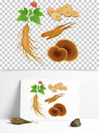 贵药材人参