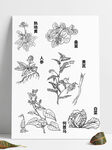 草药手绘