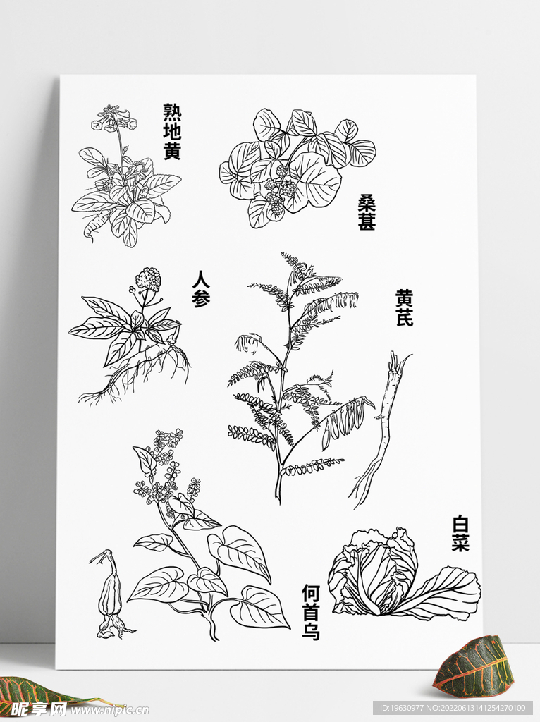 草药手绘