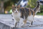 小猫