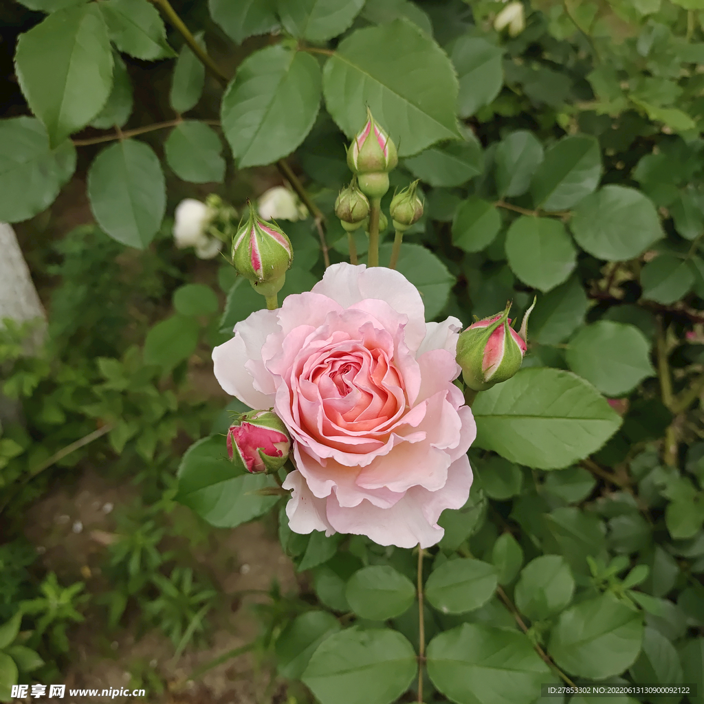 月季花