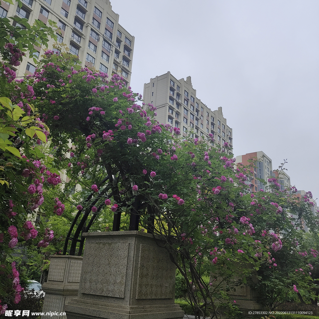 月季花
