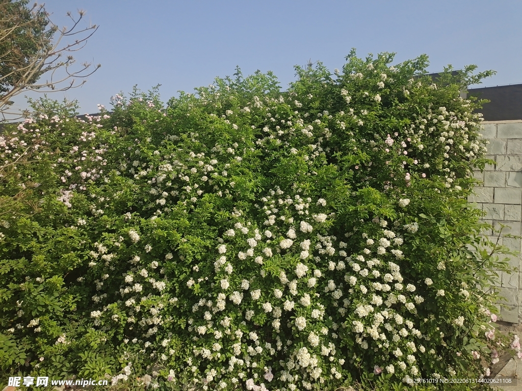 花