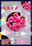 杜鹃花海报