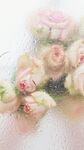 玫瑰花