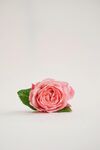 玫瑰花