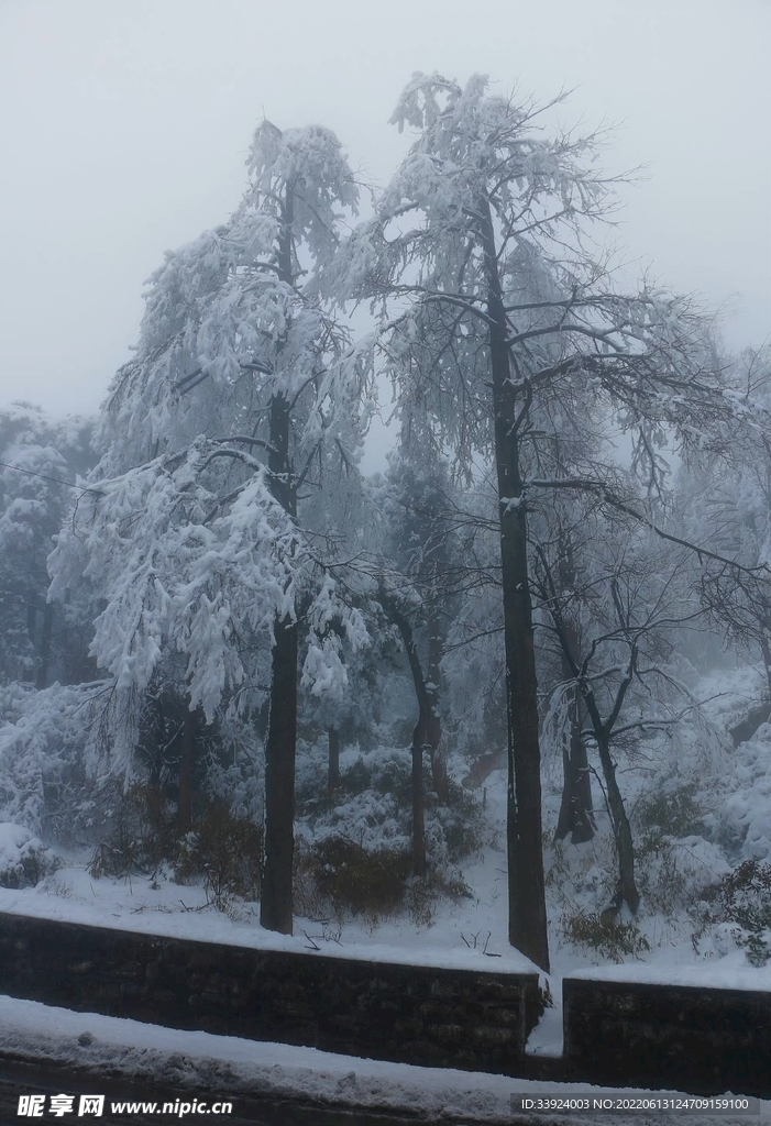 雪松