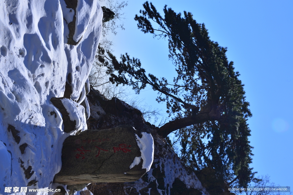 雪中劲松