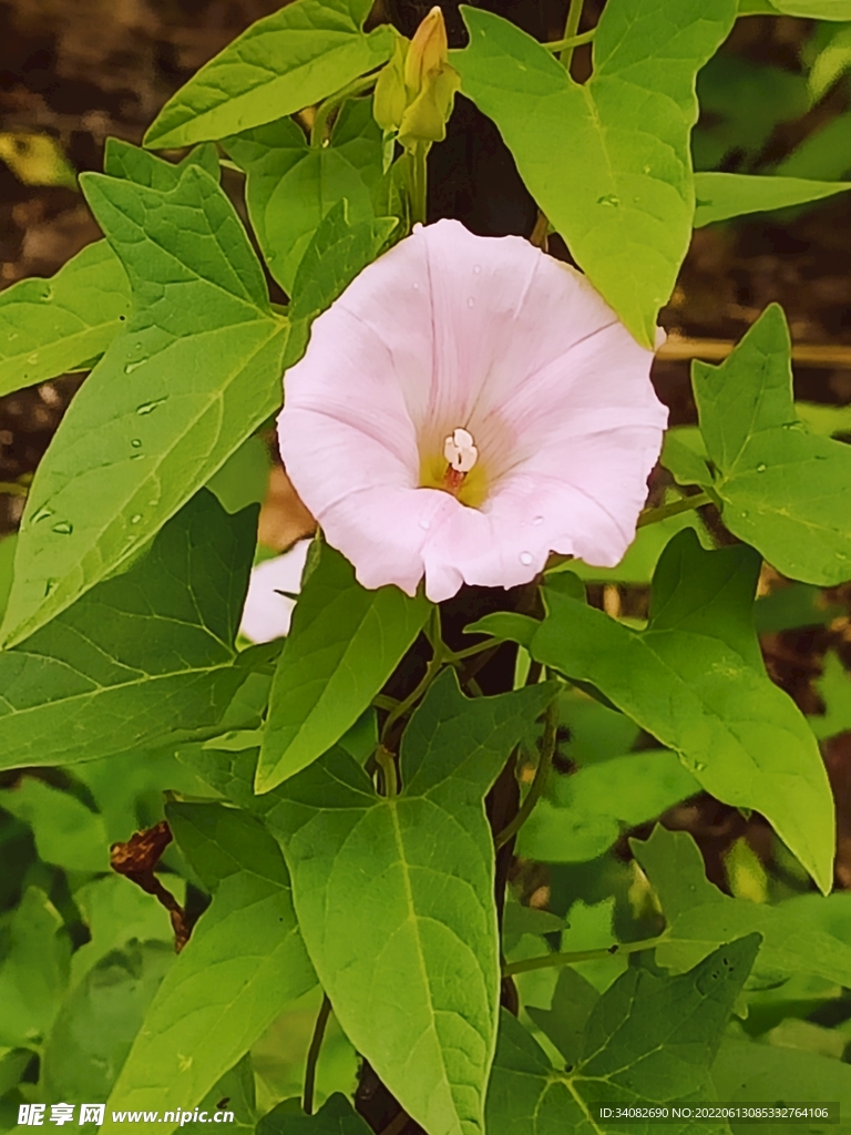 水粉色地牵牛花旋花鼓子 打碗花