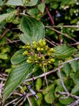 社区市政绿化绿植花果实观赏树木