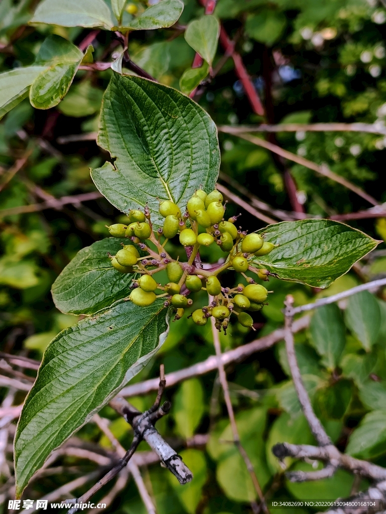 社区市政绿化绿植花果实观赏树木