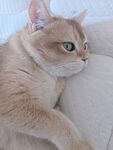 金渐层宠物懒猫 表情包斜眼偷窥