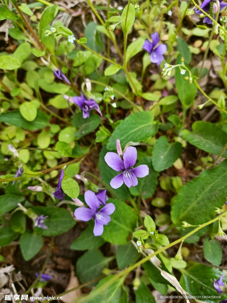 紫花地丁 山野小花中药材