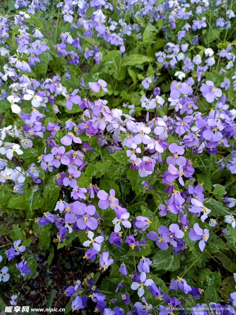 紫花诸葛菜丛丛连绵绿浅浅淡淡紫