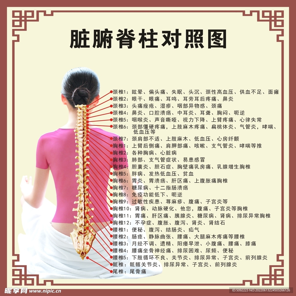 脏腑脊柱对照图