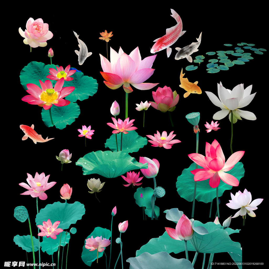 荷花
