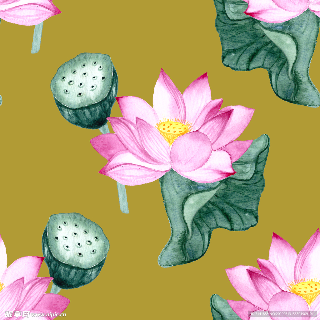 荷花