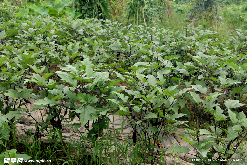 茄子种植