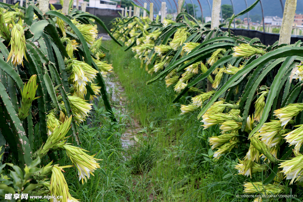 火龙果花