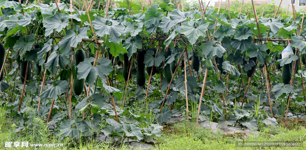 冬瓜种植基地