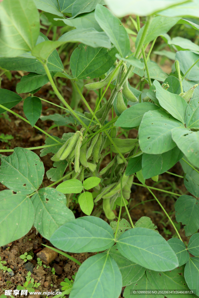 黄豆种植