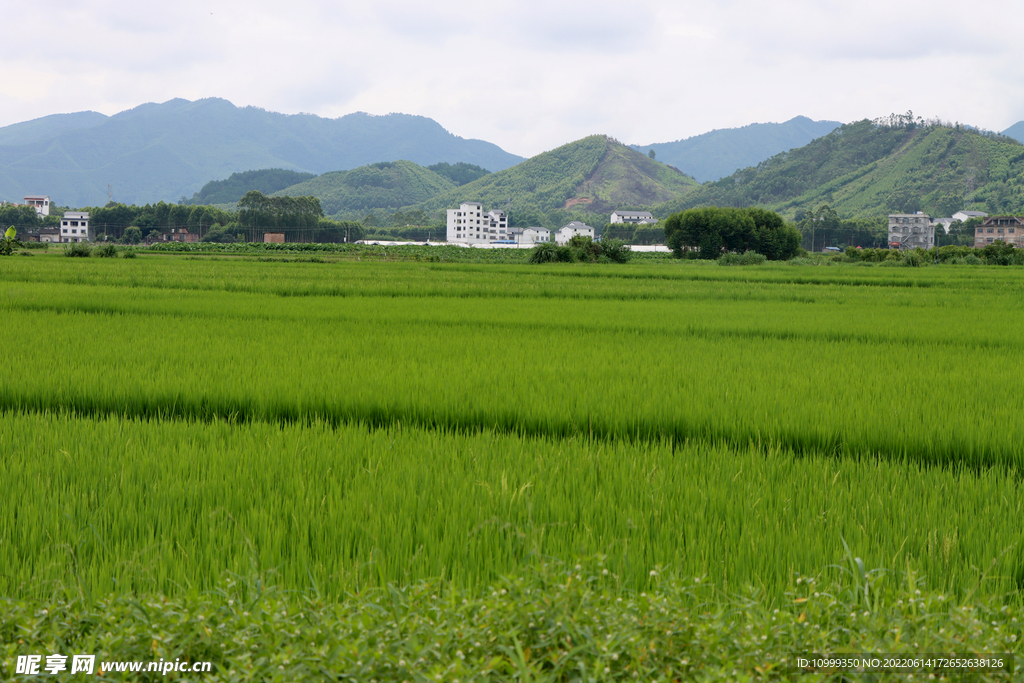 南方农村稻田风光