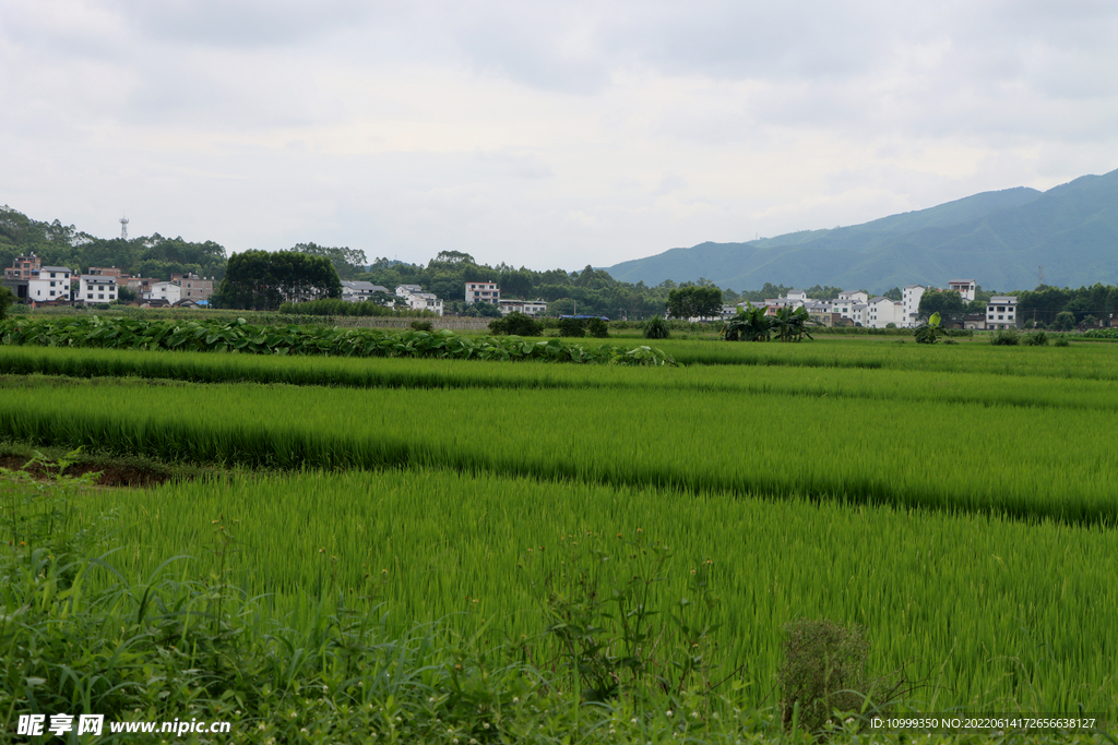 南方农村风光