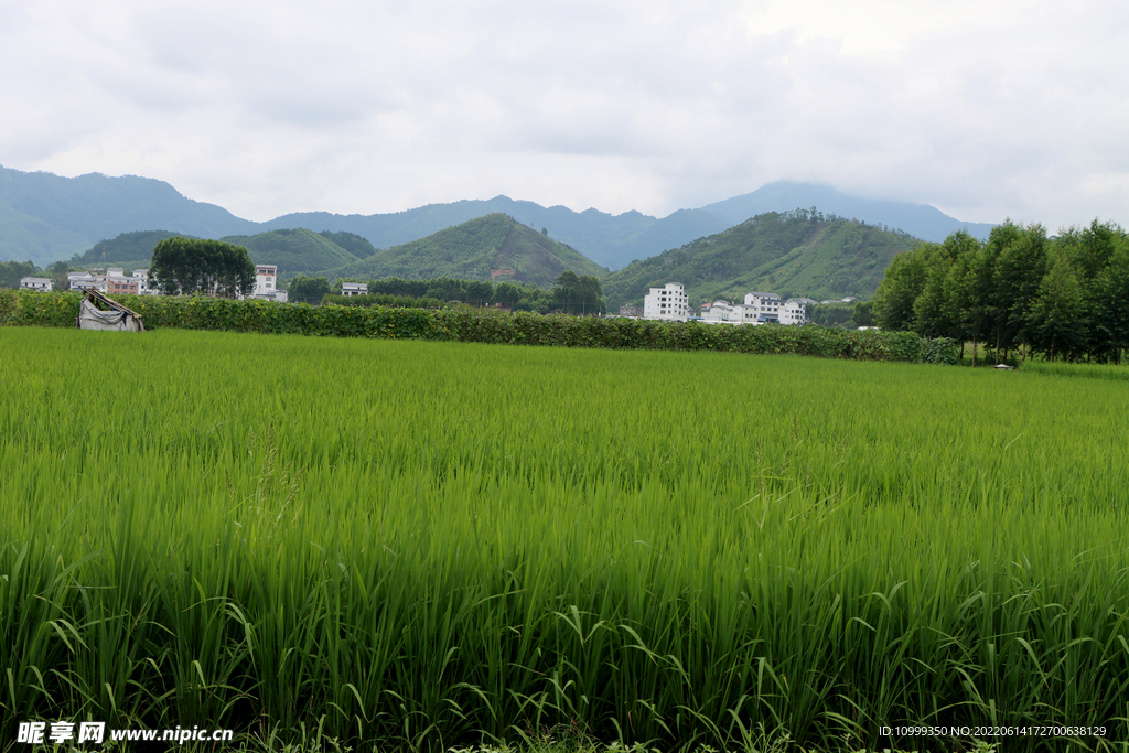 田园风光