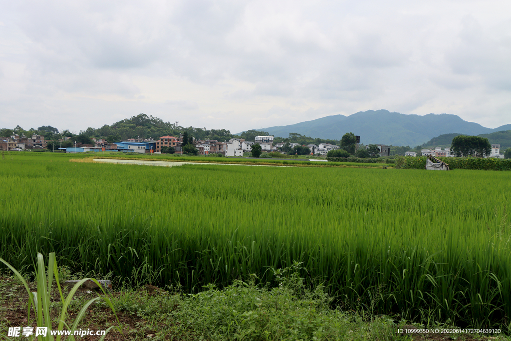 南方农村风光