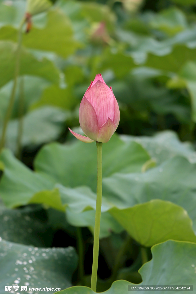 荷花花苞