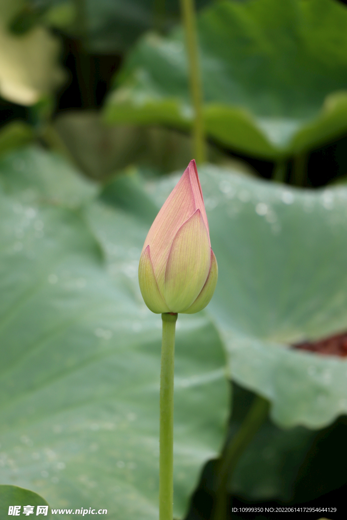 荷花花苞