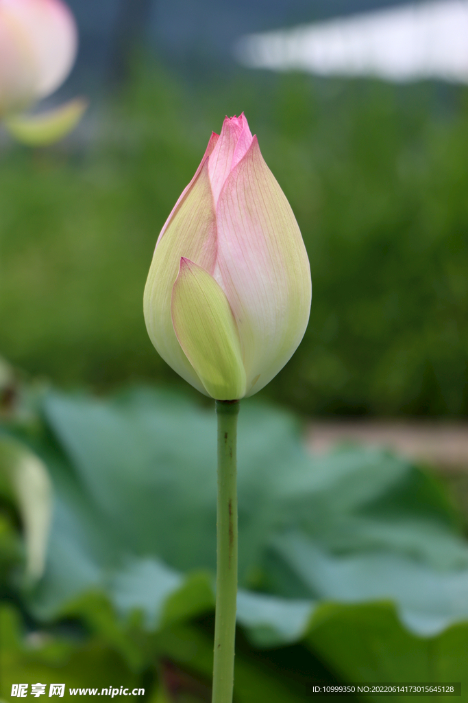 荷花花苞