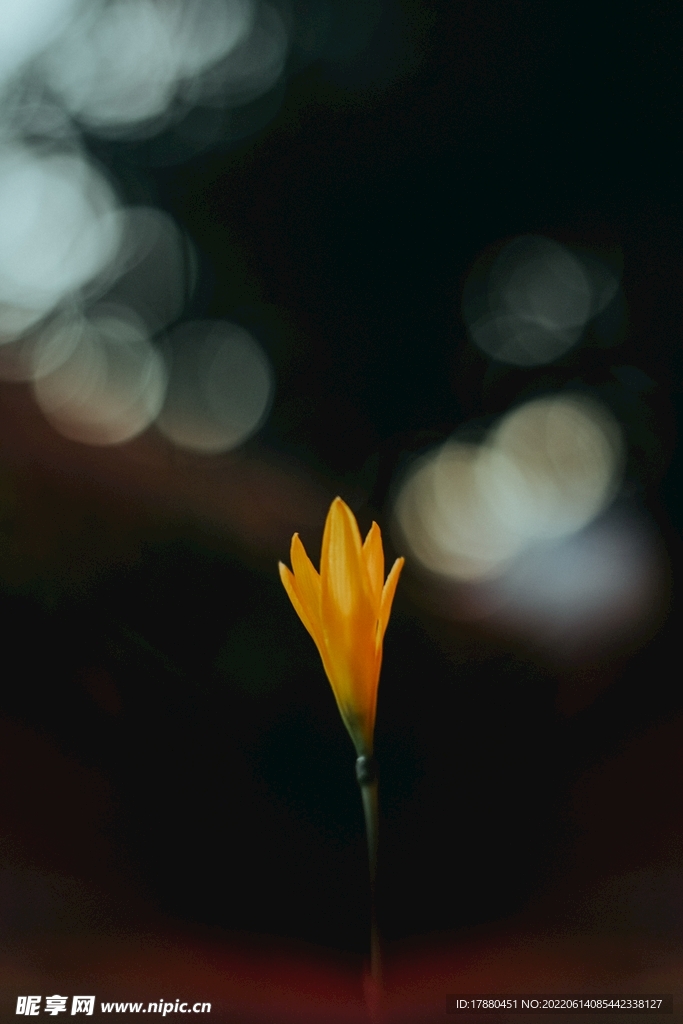 鹤望兰