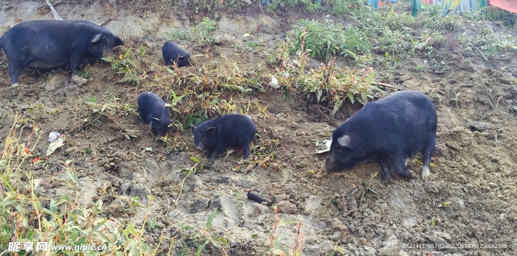 黑野猪 