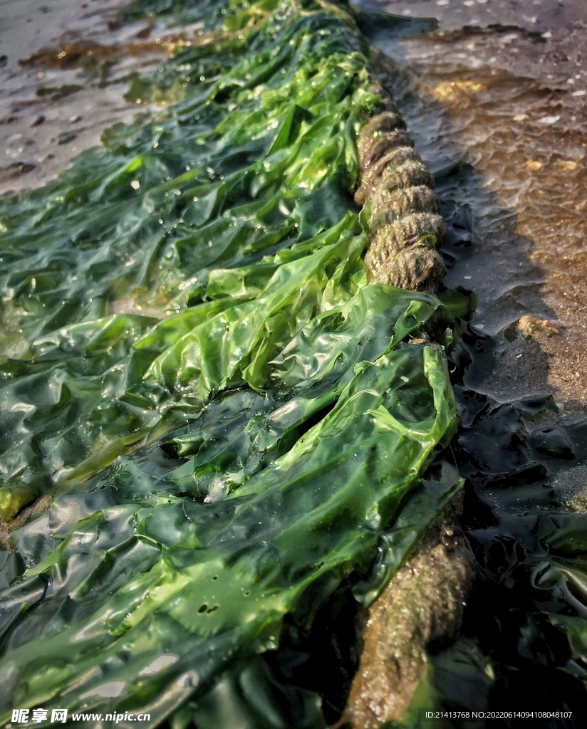 海水海藻海草 