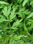 艾草
