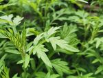 艾草