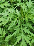 艾草