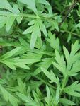 艾草