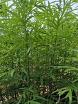 艾草