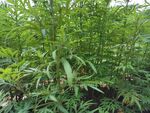 艾草