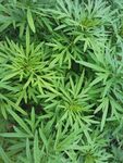 艾草