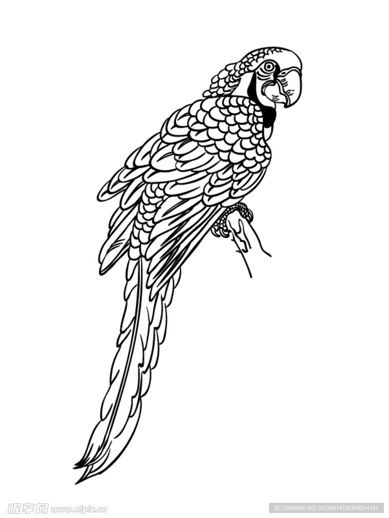 鹦鹉 矢量AI  插画