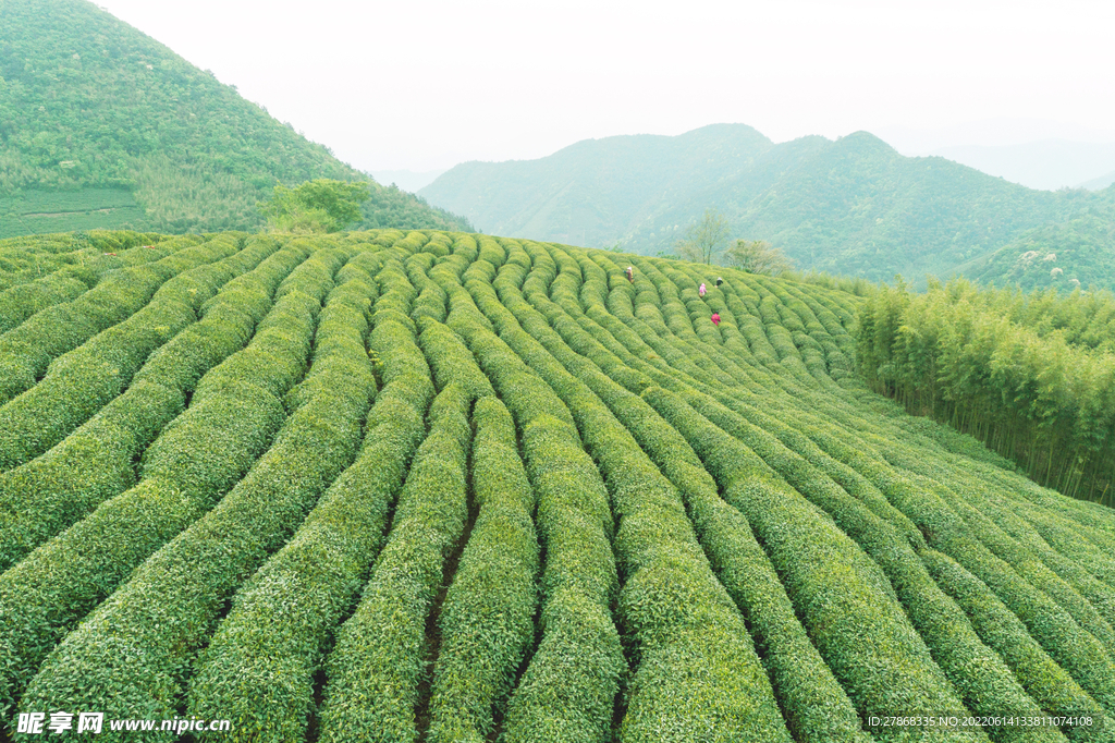 茶叶 活动 素材 草地 图片